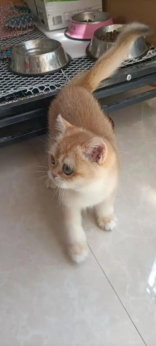 北京极佳品相金渐层12色,ny12