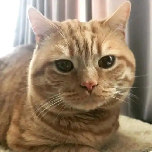 橘猫委屈的小表情像极了明天还要上班的我