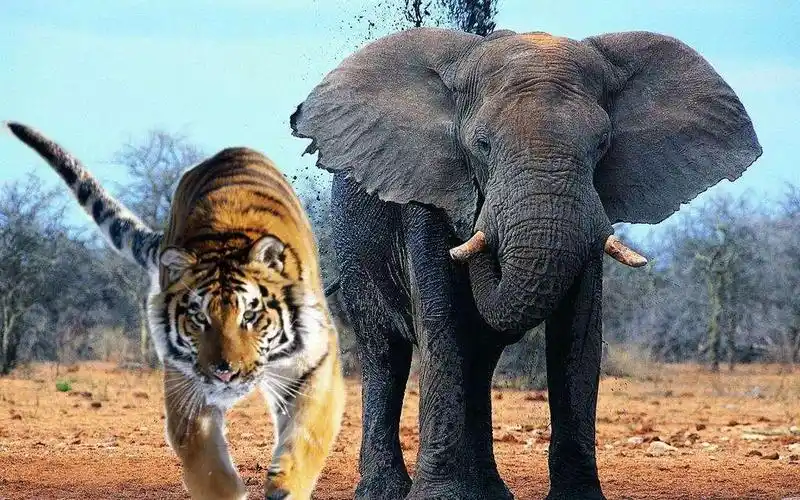 老虎和大象谁厉害如果大象厉害为什麽森林之王是老虎