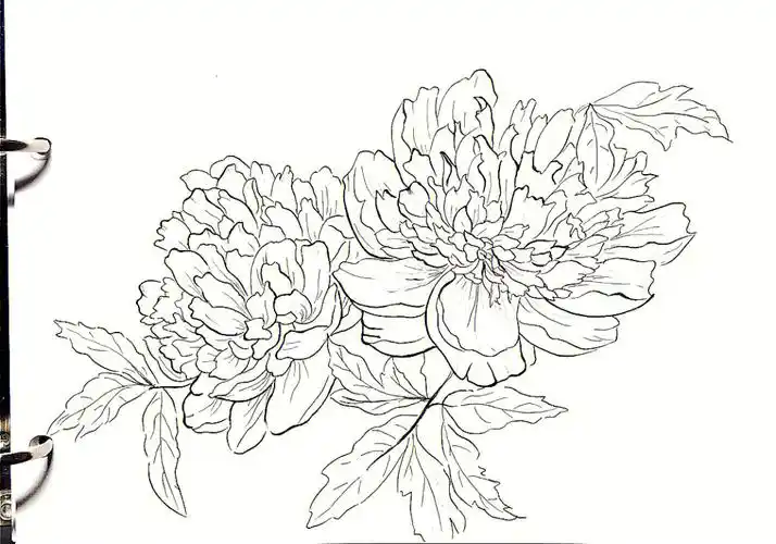 简笔画  #线描  #针管笔手绘  #线稿