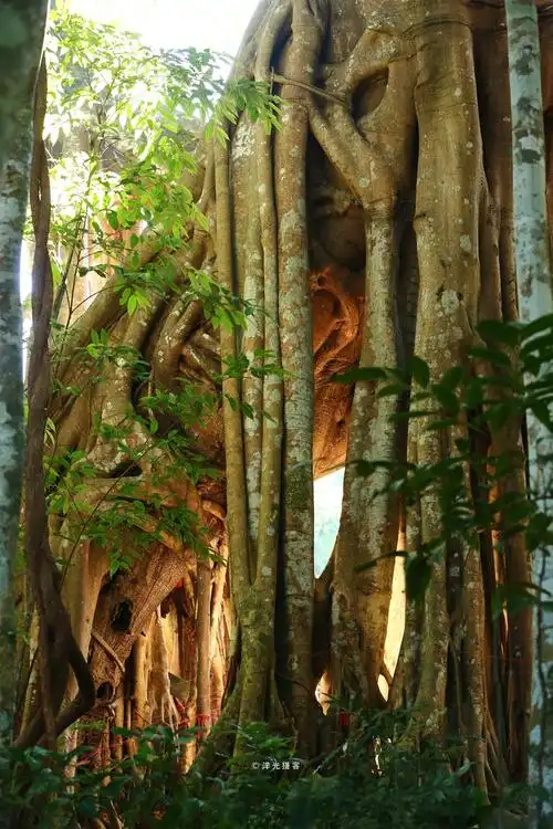 中国最大的榕树,树冠面积覆盖超过9.2亩,接近一个标准足球场