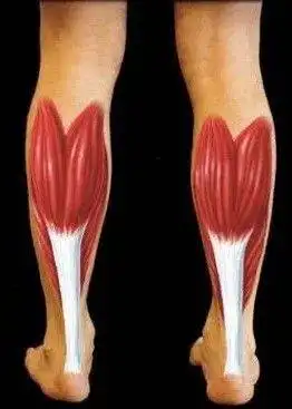 问题来了:腓肠肌具体是哪一块肌肉呢?