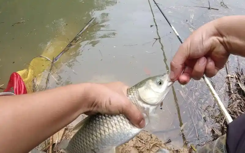 户外挑战野钓第1天,草鱼鲫鱼狂拉不断,来这钓鱼真的会上瘾