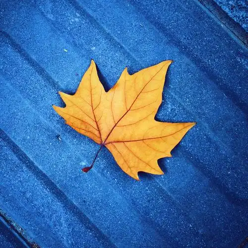 手机摄影 | 2018.10:100天随手拍挑战第58天