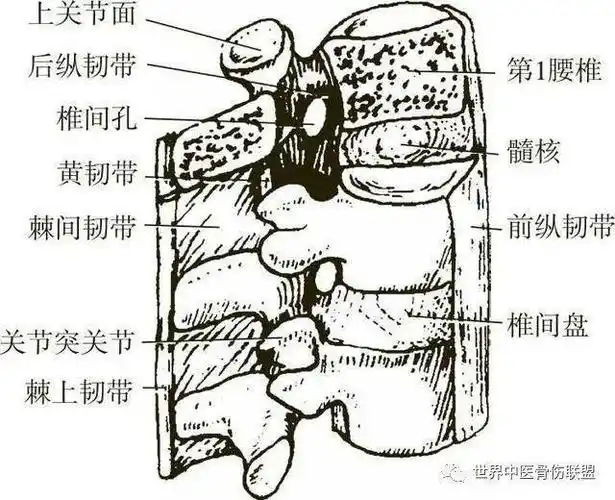 棘间韧带损伤_手机搜狐网