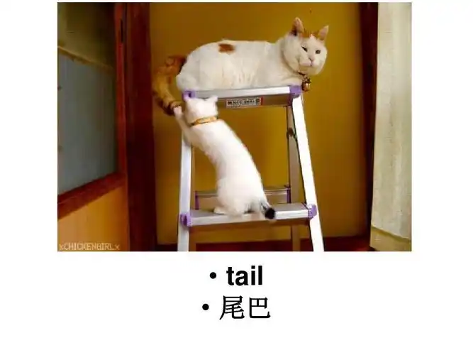 tail   尾巴
