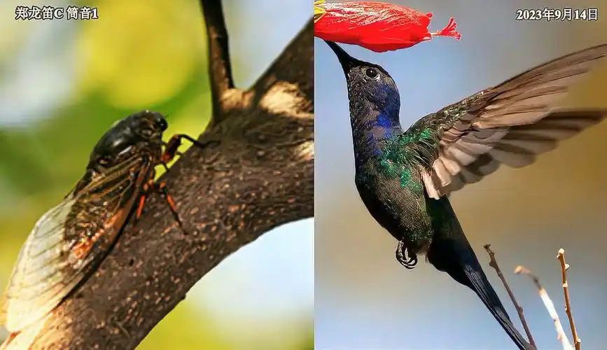 笛子演奏飞鸟和蝉