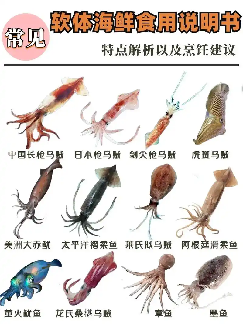常见软体海鲜食用说明🔥||#海鲜 #海鲜美食 #章鱼 #美 - 抖音
