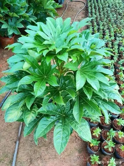 冬天养盆八角金盘,叶子像绿手掌,清新又养眼,招财又旺运!