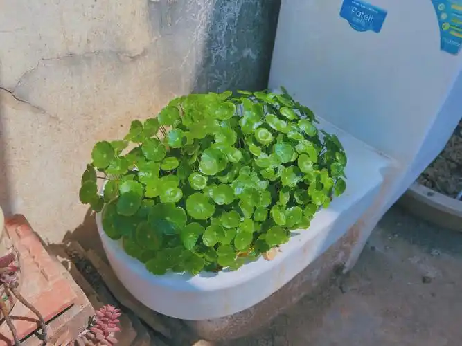 铜钱草爆盆小技巧