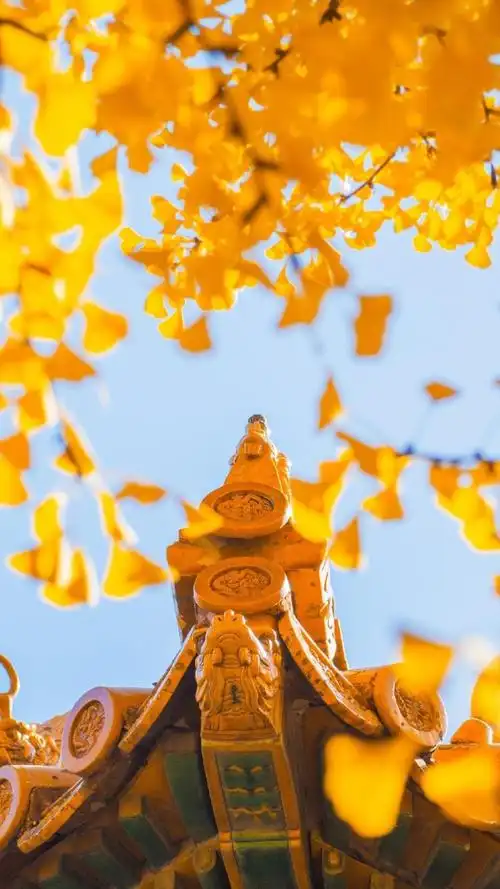 系的银杏风光意境,优美,治愈,银杏,风光,意境, 标签:唯美意境唯美风景