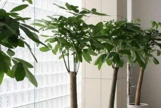 3种"财富花",在家养一盆,"镇宅"又聚财,难怪越养越有钱_网易订阅