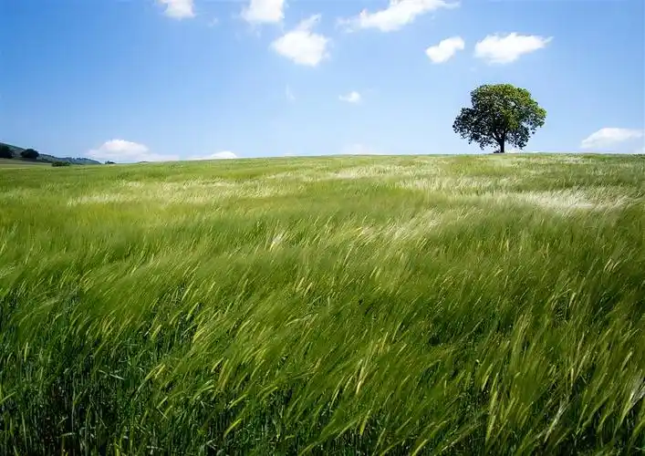 蓝天白云下的大树和草原高清图