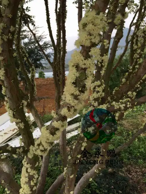 福建金永鹏农场2015年嘉宝果首次开花