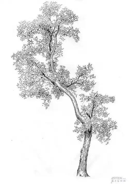 风景速写丨超简单的树木画法