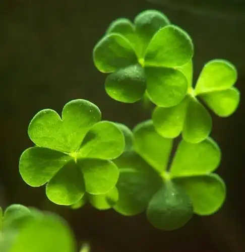 绿色生机勃勃,绿色代表气派.绿是一种姿态,绿是一种可爱.