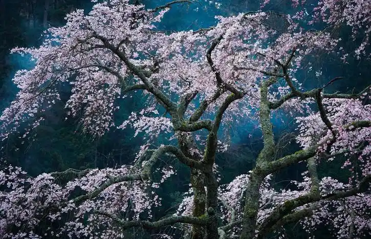 比赛了,大家来帮助比较一下这几张照片哪个最好看,就选一张最喜欢的.