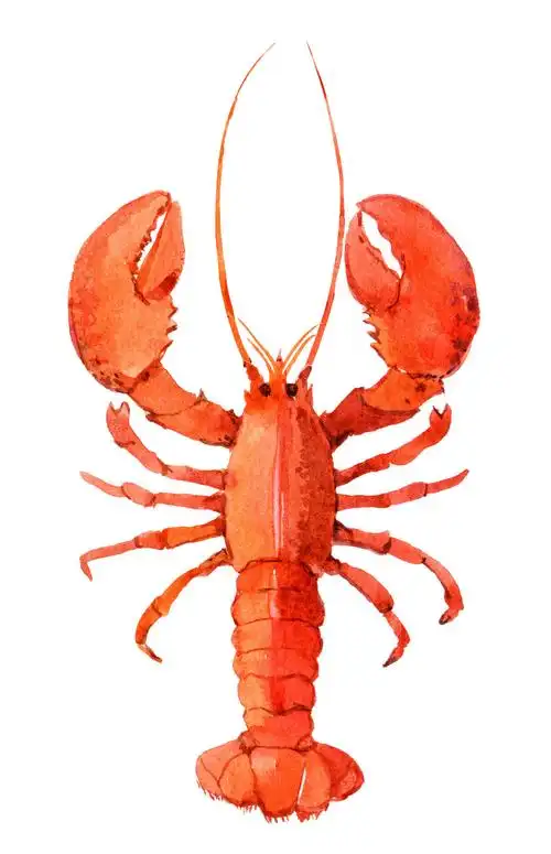 手绘龙虾图片