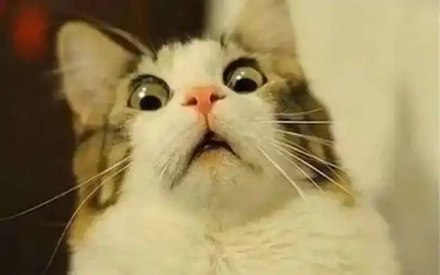 人真的会被吓傻吗