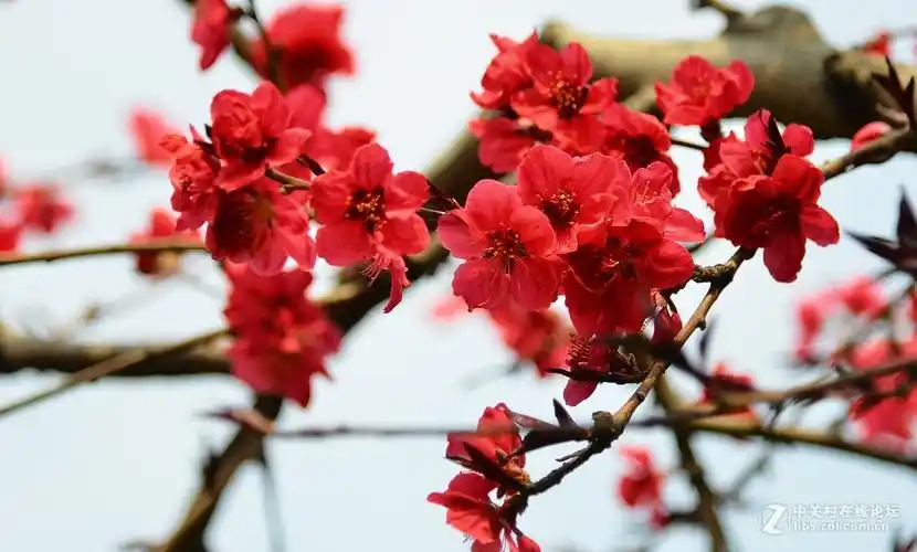 红梅花2   201701010