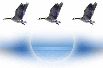 361_240gif 动态图 动图