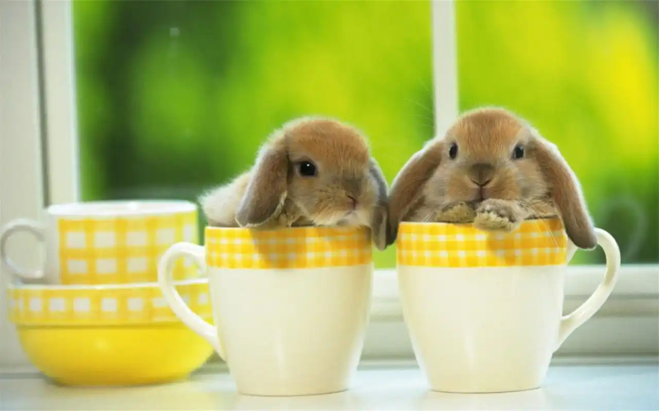 可爱呆萌短腿棕色兔子简约治愈系高清桌面壁纸(1)