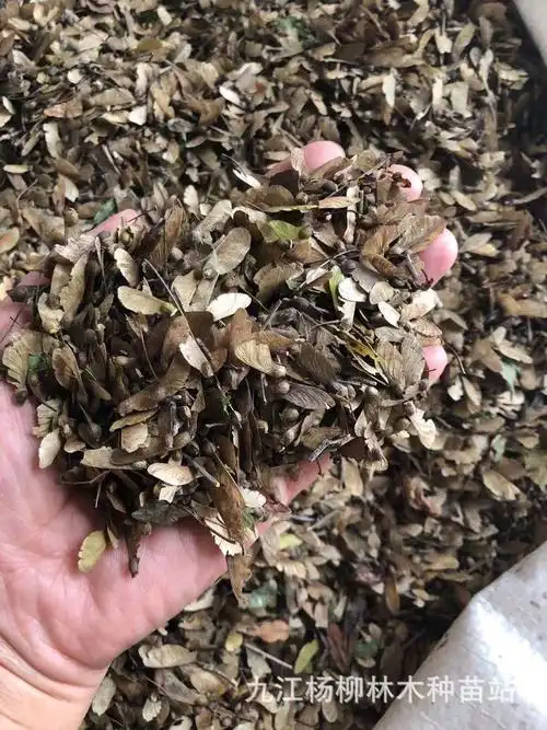鸡爪槭种子 小叶鸡爪槭种子 槭树种子 彩叶树种子