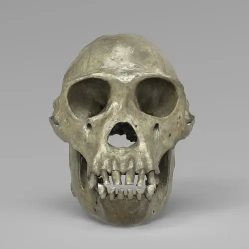 黑猩猩头骨3d模型