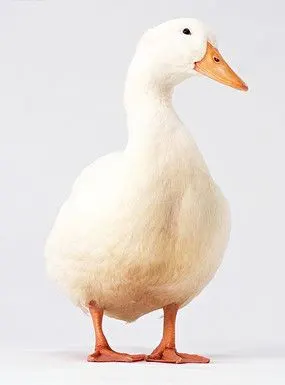 捕鱼的白色嘴袋鸭 下载收藏 水中的白鸭 下载收藏 水中游动的白色鸭子