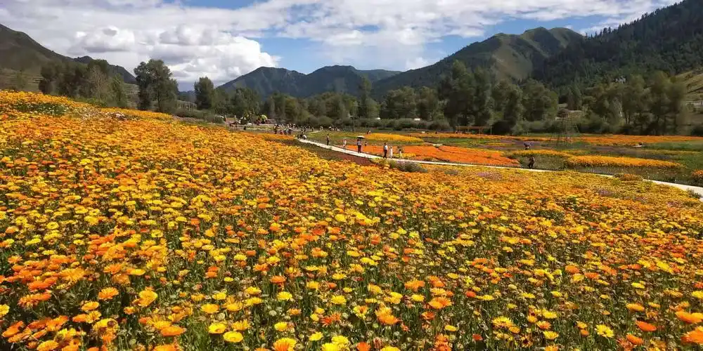 香拉花海,如同世外桃园