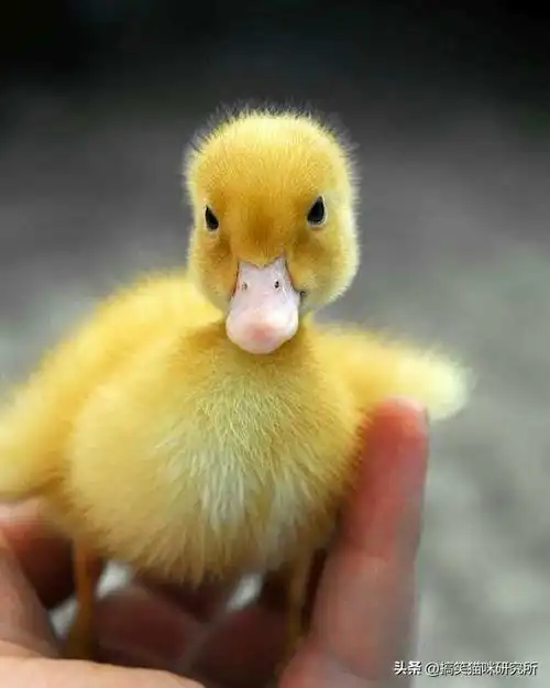 鸭子动态图片大全(一组元气满满的小鸭子照片) - 赤虎壹号
