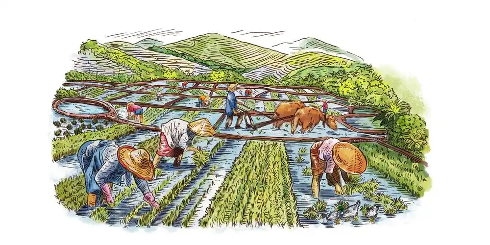 五谷杂粮-节约粮食|插画|商业插画|深情地小太阳 - 原创作品 - 站酷