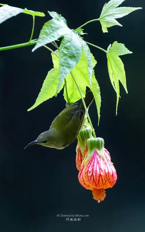 风景花鸟摄影圈动物花花卉叶子植物热带的生长花园1/137tommytme汤米