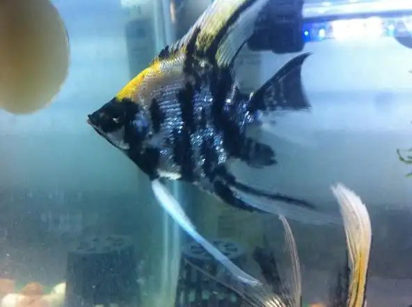 帮忙看看给分下公母,这是熊猫燕鱼?