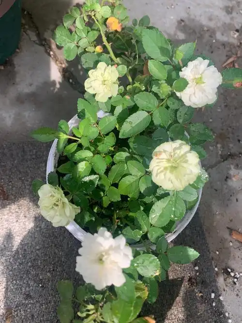 也不断的开花,刚开的花有淡淡的粉色,然后洁白,最后有点点绿#绿冰月季