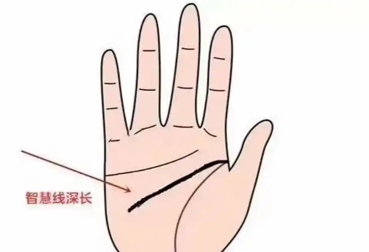 手掌那个是智慧线(手掌线智慧线的看法)