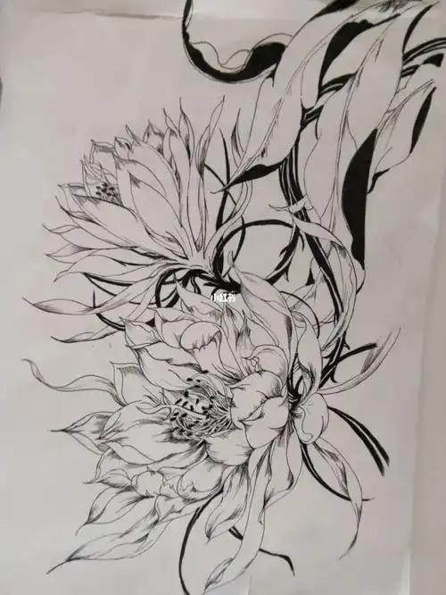 针管笔临摹昙花附过程