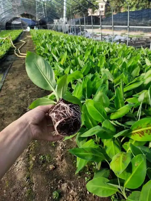 广西香蕉苗巴西蕉中蕉9号苗红香蕉芭蕉矮化蕉苗树苹果蕉当年结果10