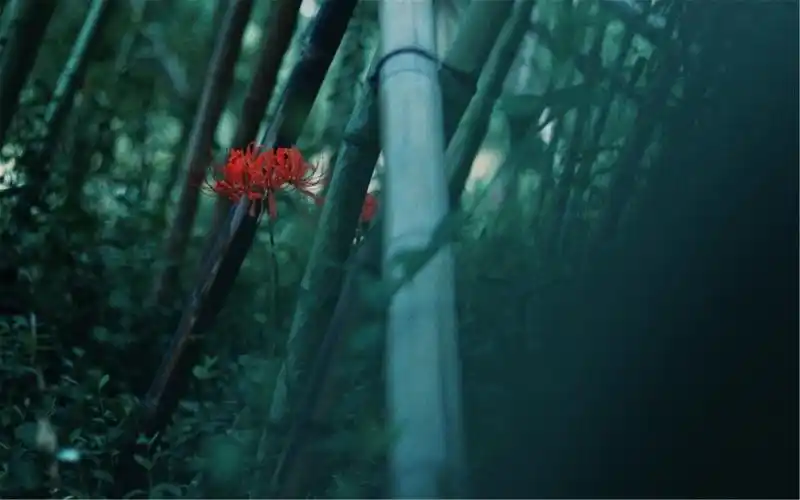 唯美彼岸花护眼高清桌面壁纸