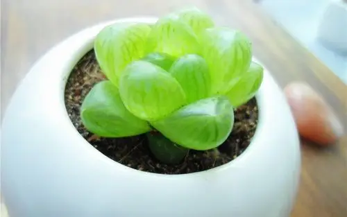 【可爱的多肉植物特写桌面壁纸】【1280*800】[28p]