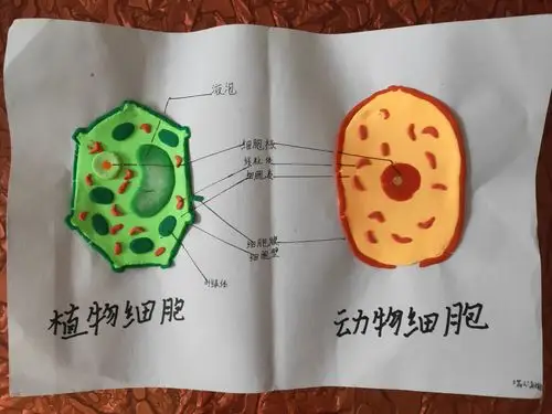 508,509,510植物细胞模型优秀作品展