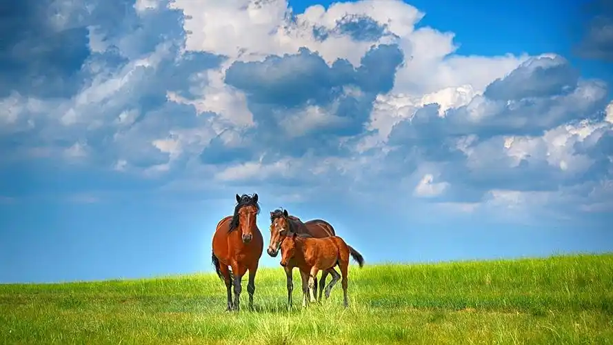 草原骏马