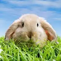 可爱兔子微信头像