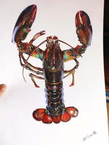 有多少人画过这只虾