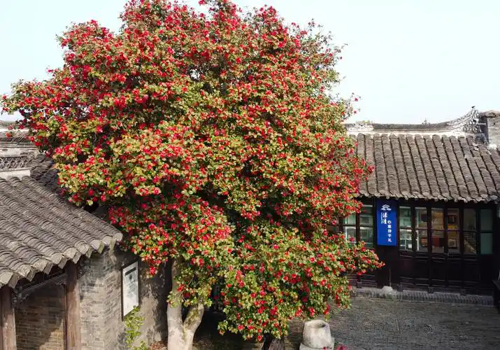 溱潼万朵古山茶树植于宋代,其树龄之高,树径之粗,花期之长全国罕见