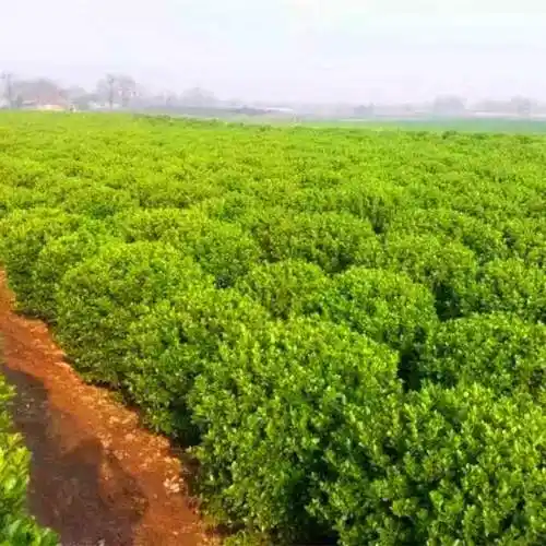 8米大叶黄杨球苗圃价格_绿化苗木_--西北苗木网