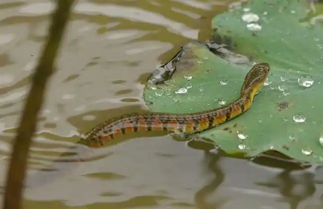 水蛇种类大全_水蛇有毒吗_中华水蛇养殖技术 - 黔农网