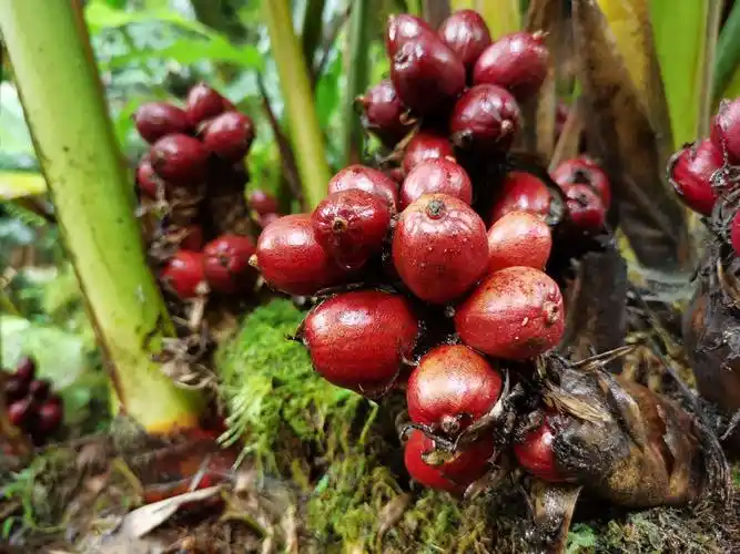 草果,十月底就可以采摘了.