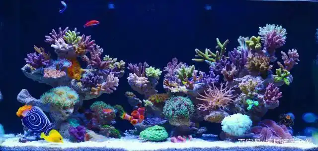 因为从小就觉得五彩斑斓的海底世界神秘莫测,而在鱼缸中呈现又很不可