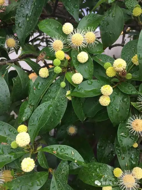 丰渚园的水杨梅_树姿